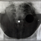 Illustration for article titled The Bizarre History of X-Ray Records and Early Music Piracy
